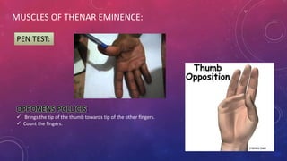 MUSCLES OF THENAR EMINENCE:
PEN TEST:
OPPONENS POLLICIS:
 Brings the tip of the thumb towards tip of the other fingers.
 Count the fingers.
 