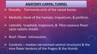 ANATOMY-CARPAL TUNNEL
 Dorsally - Transverse arch of the carpal bones.
 Medially- Hook of the hamate, triquetrum, & pisiform.
 Laterally- Scaphoid, trapezium, & fibro-osseous flexor
carpi radialis sheath.
 Roof- Flexor retinaculum.
 Contents – median nerve(most ventral structure) & the
nine flexor tendons of the fingers & the thumb.
 