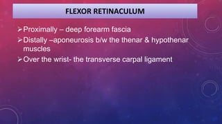 FLEXOR RETINACULUM
Proximally – deep forearm fascia
Distally –aponeurosis b/w the thenar & hypothenar
muscles
Over the wrist- the transverse carpal ligament
 