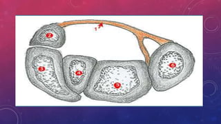 Median Nerve Injury and Carpal Tunnel Syndrome 