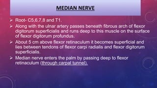 MEDIAN NERVE
 Root- C5,6,7,8 and T1.
 Along with the ulnar artery passes beneath fibrous arch of flexor
digitorum superficialis and runs deep to this muscle on the surface
of flexor digitorum profundus.
 About 5 cm above flexor retinaculum it becomes superficial and
lies between tendons of flexor carpi radialis and flexor digitorum
superficialis.
 Median nerve enters the palm by passing deep to flexor
retinaculum (through carpal tunnel).
 