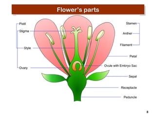 8 
Flower’s parts 
 