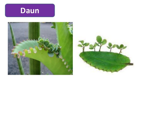 Cara pembiakan tumbuhan