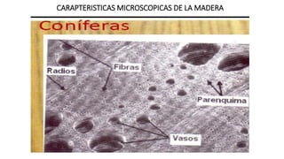 CARAPTERISTICAS MICROSCOPICAS DE LA MADERA
 