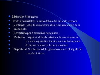  Músculo Masetero:
 Corto y cuadrilátero, situado debajo del músculo temporal
 y aplicado sobre la cara externa dela rama ascendente de la
 mandíbula.
 Constituido por 2 fascículos musculares :
 Profundo : origen en el borde inferior y la cara externa de
 la arcada cigomatica,termina en la mitad superior
 de la cara externa de la rama montante.
 Superficial: ¾ anteriores del cigoma,termina en el angulo del
 maxilar inferior.
 