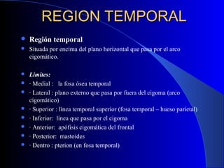 REGION TEMPORALREGION TEMPORAL
 Región temporal
 Situada por encima del plano horizontal que pasa por el arco
cigomático.
 Limites:
 · Medial : la fosa ósea temporal
 · Lateral : plano externo que pasa por fuera del cigoma (arco
cigomático)
 · Superior : línea temporal superior (fosa temporal – hueso parietal)
 · Inferior: línea que pasa por el cigoma
 · Anterior: apófisis cigomática del frontal
 · Posterior: mastoides
 · Dentro : pterion (en fosa temporal)
 