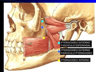PTERIGOIDEO EXTERNO
FASCICULO ESFENOIDAL
PTERIGOIDEO EXTERNO
FASCICULO PTERIGOIDEO
PTERIGOIDEO INTERNO
 