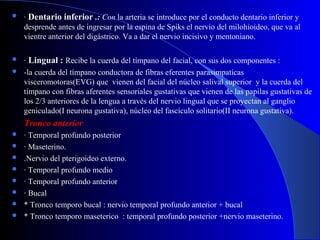  · Dentario inferior .: Con la arteria se introduce por el conducto dentario inferior y
desprende antes de ingresar por la espina de Spiks el nervio del milohioideo, que va al
vientre anterior del digástrico. Va a dar el nervio incisivo y mentoniano.
 · Lingual : Recibe la cuerda del tímpano del facial, con sus dos componentes :
 -la cuerda del tímpano conductora de fibras eferentes parasimpaticas
visceromotoras(EVG) que vienen del facial del núcleo salival superior y la cuerda del
tímpano con fibras aferentes sensoriales gustativas que vienen de las papilas gustativas de
los 2/3 anteriores de la lengua a través del nervio lingual que se proyectan al ganglio
geniculado(I neurona gustativa), núcleo del fascículo solitario(II neurona gustativa).
Tronco anterior
 · Temporal profundo posterior
 · Maseterino.
 .Nervio del pterigoideo externo.
 · Temporal profundo medio
 · Temporal profundo anterior
 · Bucal
 * Tronco temporo bucal : nervio temporal profundo anterior + bucal
 * Tronco temporo maseterico : temporal profundo posterior +nervio maseterino.
 