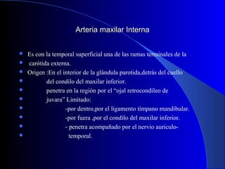 Arteria maxilar InternaArteria maxilar Interna
 Es con la temporal superficial una de las ramas terminales de la
 carótida externa.
 Origen :En el interior de la glándula parotida,detrás del cuello
 del condilo del maxilar inferior.
 penetra en la región por el “ojal retrocondileo de
 juvara” Limitado:
 -por dentro,por el ligamento tímpano mandibular.
 -por fuera ,por el condilo del maxilar inferior.
 - penetra acompañado por el nervio auriculo-
 temporal.
 