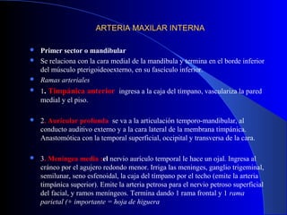ARTERIA MAXILAR INTERNAARTERIA MAXILAR INTERNA
 Primer sector o mandibular
 Se relaciona con la cara medial de la mandíbula y termina en el borde inferior
del músculo pterigoideoexterno, en su fascículo inferior.
 Ramas arteriales
 1. Timpánica anterior ingresa a la caja del tímpano, vasculariza la pared
medial y el piso.
 2. Auricular profunda se va a la articulación temporo-mandibular, al
conducto auditivo externo y a la cara lateral de la membrana timpánica.
Anastomótica con la temporal superficial, occipital y transversa de la cara.
 3. Meníngea media :el nervio aurículo temporal le hace un ojal. Ingresa al
cráneo por el agujero redondo menor. Irriga las meninges, ganglio trigeminal,
semilunar, seno esfenoidal, la caja del tímpano por el techo (emite la arteria
timpánica superior). Emite la arteria petrosa para el nervio petroso superficial
del facial, y ramos meníngeos. Termina dando 1 rama frontal y 1 rama
parietal (+ importante = hoja de higuera
 
