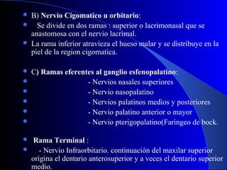  B) Nervio Cigomatico u orbitario:
 Se divide en dos ramas : superior o lacrimonasal que se
anastomosa con el nervio lacrimal.
 La rama inferior atravieza el hueso malar y se distribuye en la
piel de la region cigomatica.
 C) Ramas eferentes al ganglio esfenopalatino:
 - Nervios nasales superiores
 - Nervio nasopalatino
 - Nervios palatinos medios y posteriores
 - Nervio palatino anterior o mayor
 - Nervio pterigopalatino(Faringeo de bock.
 Rama Terminal :
 - Nervio Infraorbitario. continuación del maxilar superior
origina el dentario anterosuperior y a veces el dentario superior
medio.
 