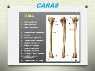 Tibia Cara Interna Caras de la tibia | PPTX