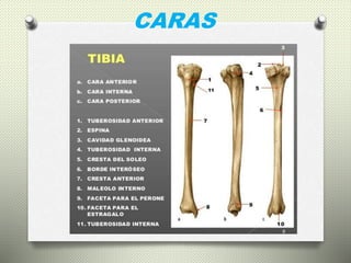 CARAS
 