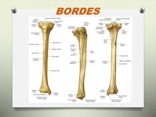 Tibia Cara Interna Caras de la tibia | PPTX