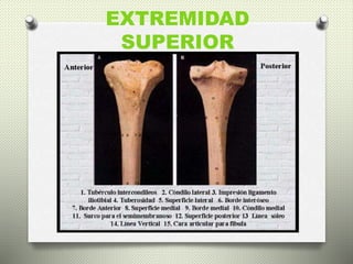 Tibia Cara Interna Caras de la tibia | PPTX