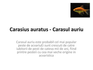 Carasius auratus - Carasul auriu

  Carasul auriu este probabil cel mai popular
    peste de acvariuEi sunt crescuti de catre
  iubitorii de pesti de cateva mii de ani, fiind
   printre pesteii cu cea mai veche origine in
                    acvaristica
 