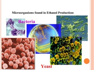 Microorganisms found in Ethanol Production:

Bacteria

Yeast

 