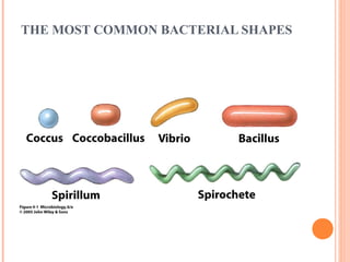 Cara's microbiology presentation | PPT