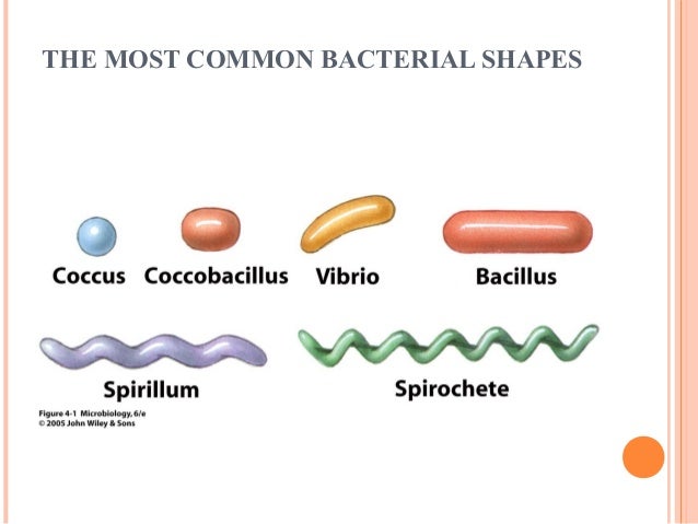 Cara's microbiology presentation