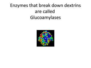 Enzymes that break down dextrins
are called
Glucoamylases
 