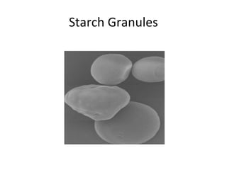 Starch Granules
 