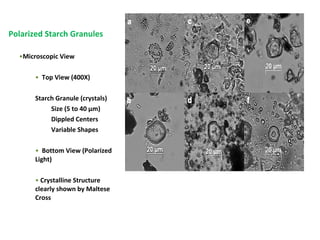 Polarized Starch Granules
•Microscopic View
• Top View (400X)
Starch Granule (crystals)
Size (5 to 40 µm)
Dippled Centers
Variable Shapes
• Bottom View (Polarized
Light)
• Crystalline Structure
clearly shown by Maltese
Cross
 