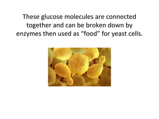 These glucose molecules are connected
together and can be broken down by
enzymes then used as “food” for yeast cells.
 