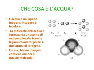 CHE  COSA  è L’ACQUA? L'acqua è un liquido inodore, insapore e incolore. La molecola dell'acqua è formata da un atomo di ossigeno legato tramite legami covalenti polari a due atomi di idrogeno.  Un cucchiaino d'acqua contiene milioni di queste molecole! 