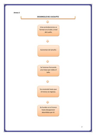 7
Anexo 2
DESARROLLO DEL EUCALIPTO
Unas protuberancias se
forman en el tallo a nivel
del cuello.
Aumentan de tamaño.
Se hunden en el tronco
hasta desaparecer
absorbidos por él.
Se fusionan formando
una masa que rodea el
tallo.
Va creciendo hasta que
el tronco se engrosa.
 