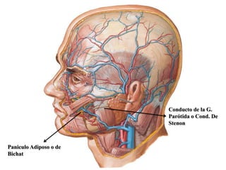 Conducto de la G.
                        Parótida o Cond. De
                        Stenon



Paniculo Adiposo o de
Bichat
 