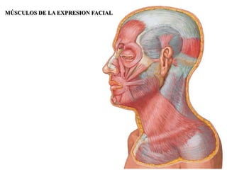 MÚSCULOS DE LA EXPRESION FACIAL
 