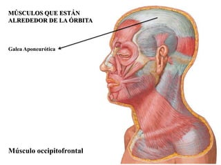 MÚSCULOS QUE ESTÁN
ALREDEDOR DE LA ÓRBITA



Galea Aponeurótica




Músculo occipitofrontal
 