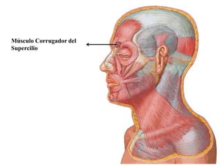 Músculo Corrugador del
Supercilio
 