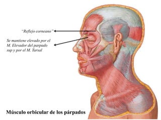 “Reflejo corneano”

Se mantiene elevado por el
M. Elevador del parpado
sup y por el M. Tarsal




Músculo orbicular de los párpados
 