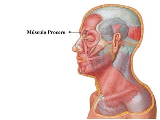 Músculo Procero
 