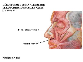 MÚSCULOS QUE ESTÁN ALREDEDOR
DE LOS ORIFICIOS NASALES NARES
O NARINAS




           Porción transversa




                Porción alar




Músculo Nasal
 