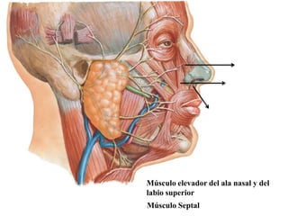 Músculo elevador del ala nasal y del
labio superior
Músculo Septal
 
