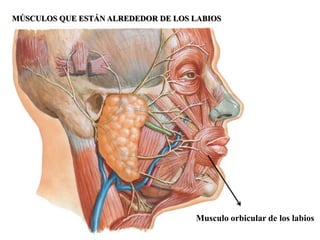 MÚSCULOS QUE ESTÁN ALREDEDOR DE LOS LABIOS




                                    Musculo orbicular de los labios
 