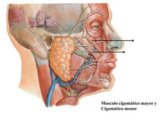 Musculo cigomático mayor y
Cigomático menor
 