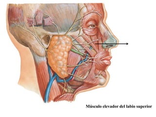Músculo elevador del labio superior
 