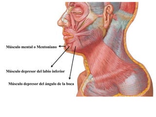 Músculo mental o Mentoniano




Músculo depresor del labio inferior


 Músculo depresor del ángulo de la boca
 