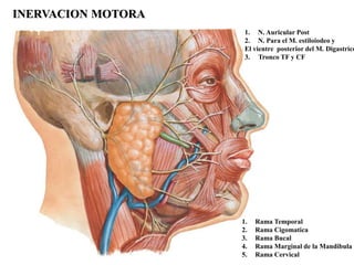 INERVACION MOTORA
                     1. N. Auricular Post
                     2. N. Para el M. estiloiodeo y
                     El vientre posterior del M. Digastrico
                     3. Tronco TF y CF




                    1.   Rama Temporal
                    2.   Rama Cigomatica
                    3.   Rama Bucal
                    4.   Rama Marginal de la Mandibula
                    5.   Rama Cervical
 
