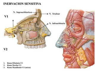 INERVACION SENSITIVA

           N. Supraorbitario
                                  N. Troclear
 V1

                                  N. Infraorbitario




V2



1.   Rama Oftalmica V1
2.   Rama Maxilar V2
3.   Rama Mandibular V3 (mixta)
 