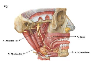 V3




                       N. Bucal
N. Alveolar Inf




                      N. Mentoniano
      N. Milohiodeo
 