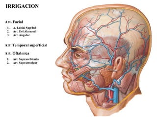 IRRIGACION

Art. Facial
 1.   A. Labial Sup/Inf
 2.   Art. Del Ala nasal
 3.   Art. Angular


Art. Temporal superficial

Art. Oftalmica
 1.   Art. Supraorbitaria
 2.   Art. Supratroclear
 