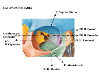 CAVIDAD ORBITARIA
                              F. Supraorbitario




                                                  PO H. Frontal
Ala Mayor del
                                                  PO H. Etmoides
Esfenoides
 PO                                               H. Lacrimal
 H. Cigomatico




                                    F. infraorbitario
                    PO H. Maxilar
 