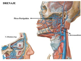 DRENAJE




             Plexo Pterigoideo




                                 V. Retromandibular
 V. Oftalmica Sup
 