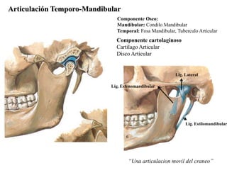 Articulación Temporo-Mandibular
                              Componente Oseo:
                              Mandibular: Condilo Mandibular
                              Temporal: Fosa Mandibular, Tuberculo Articular
                              Componente cartolaginoso
                              Cartilago Articular
                              Disco Articular


                                                        Lig. Lateral

                            Lig. Esfenomandibular




                                                             Lig. Estilomandibular




                                    “Una articulacion movil del craneo”
 