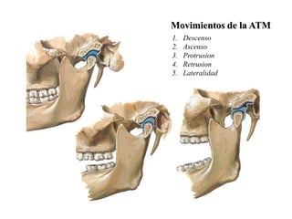 Movimientos de la ATM
1.   Descenso
2.   Ascenso
3.   Protrusion
4.   Retrusion
5.   Lateralidad
 
