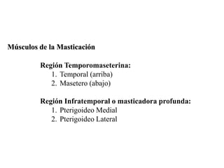 Músculos de la Masticación

         Región Temporomaseterina:
            1. Temporal (arriba)
            2. Masetero (abajo)

         Región Infratemporal o masticadora profunda:
            1. Pterigoideo Medial
            2. Pterigoideo Lateral
 